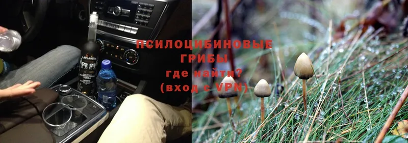 Галлюциногенные грибы Psilocybe  OMG как войти  Кашира 