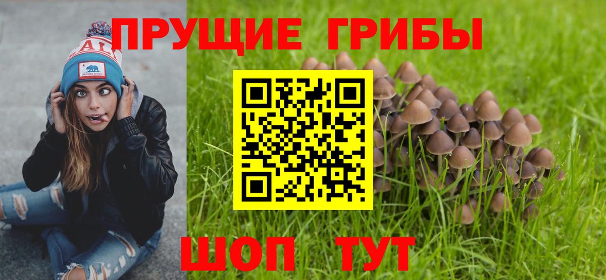 Кашира  Галлюциногенные грибы Cubensis  закладки  Вход с VPN 